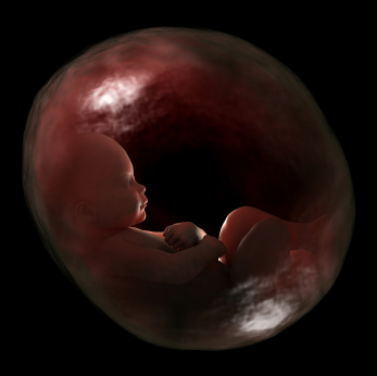 40 Week Fetus.