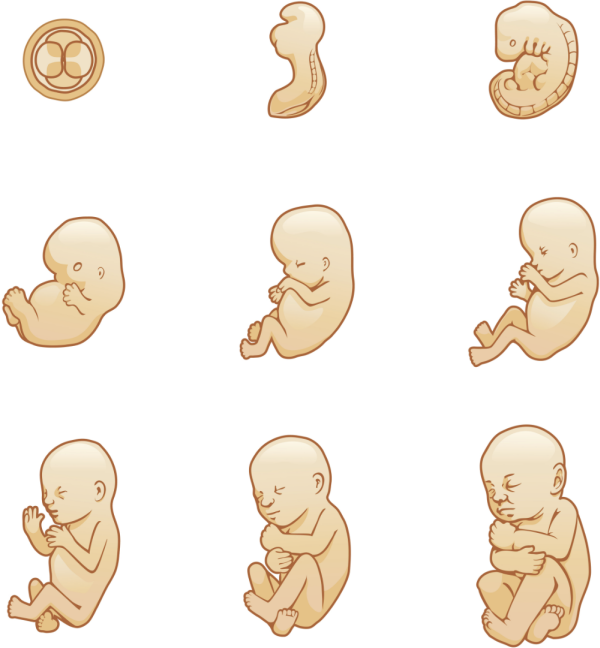 Fetal Development.
