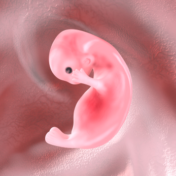 Human Embryo.